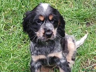 Cocker Spaniel dogs Show Cocker Spaniels KC reg. - Advert 3