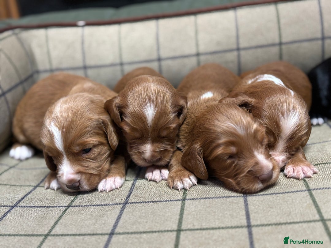 Cocker Spaniel dogs for sale: Gorgeous Cocker Spaniel Puppies  - Advert 2