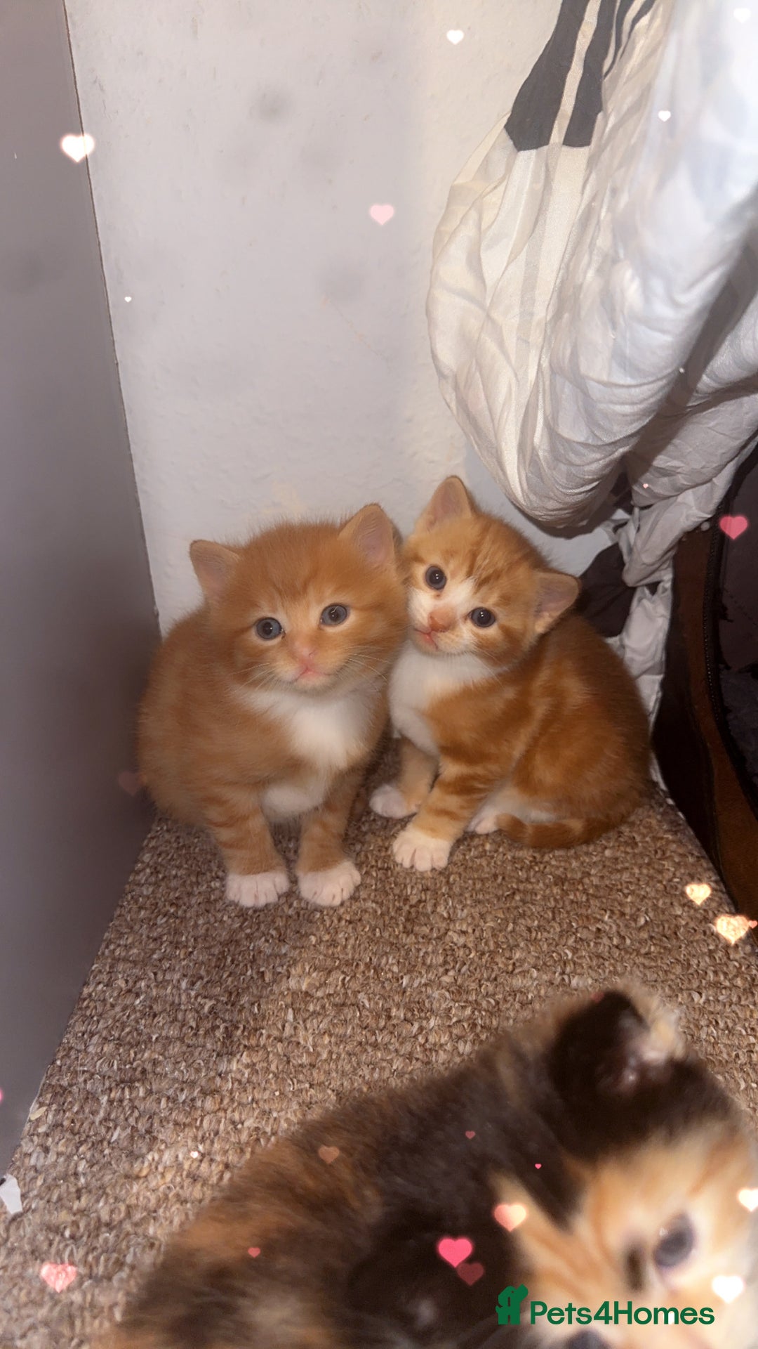 Domestic Shorthair cats for sale: 3 Beautiful kittens - Advert 6