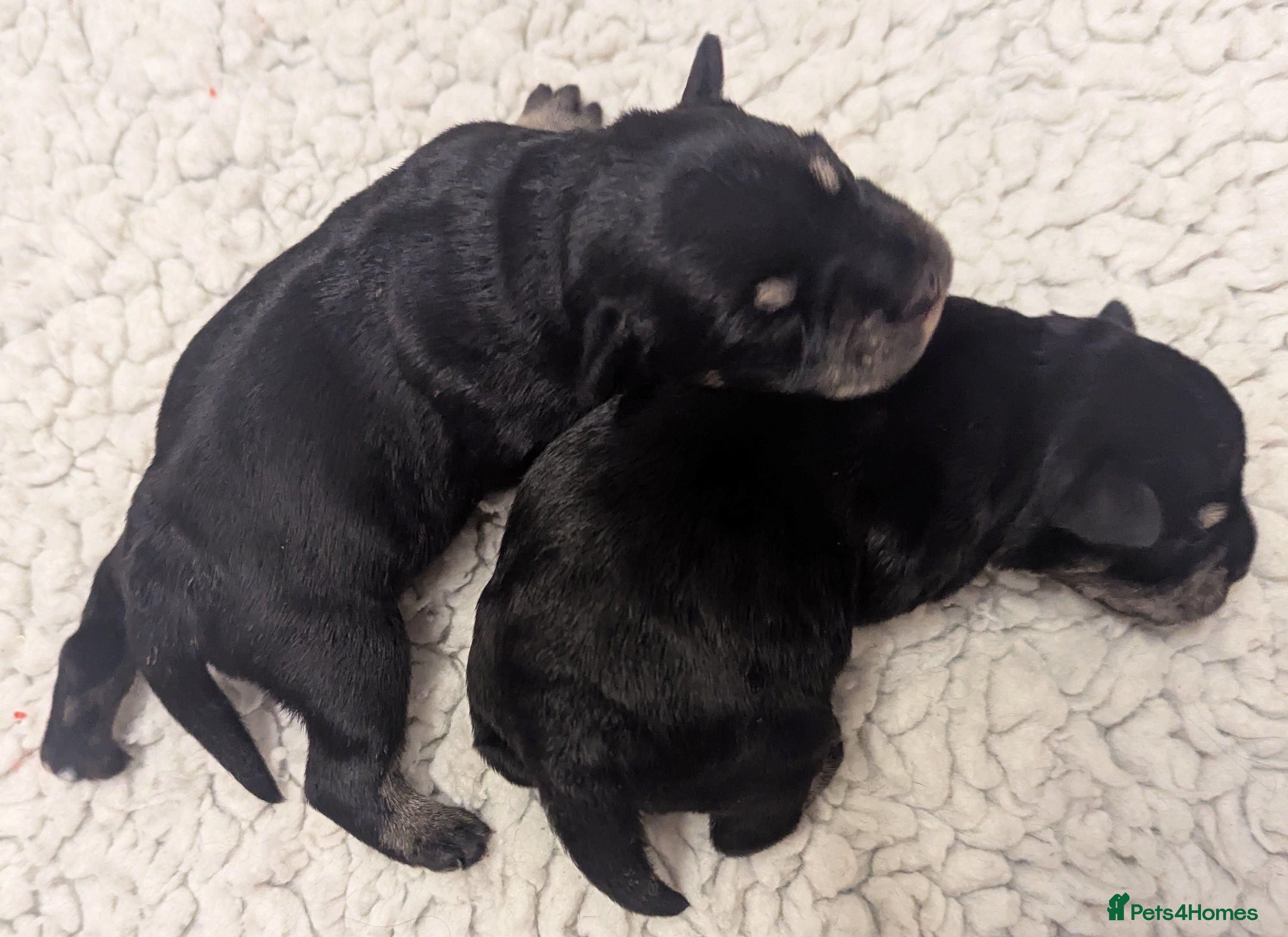 Miniature Schnauzer dogs KC reg'd,Health Tested Miniature Pups 5* Breeder - Advert 2