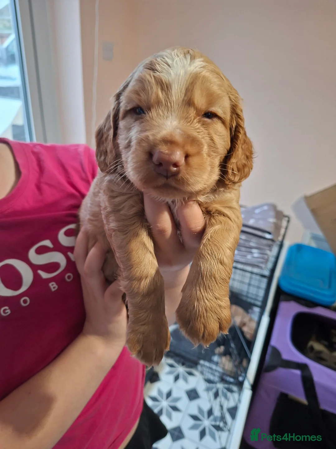 Cocker Spaniel dogs for sale: 2 Working Cocker Spaniel, health tested parents - Advert 2