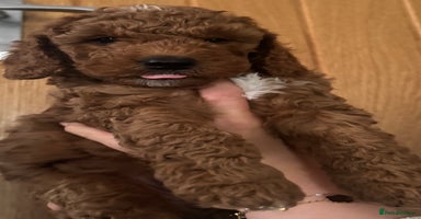 Cockapoo dogs - Advert 12