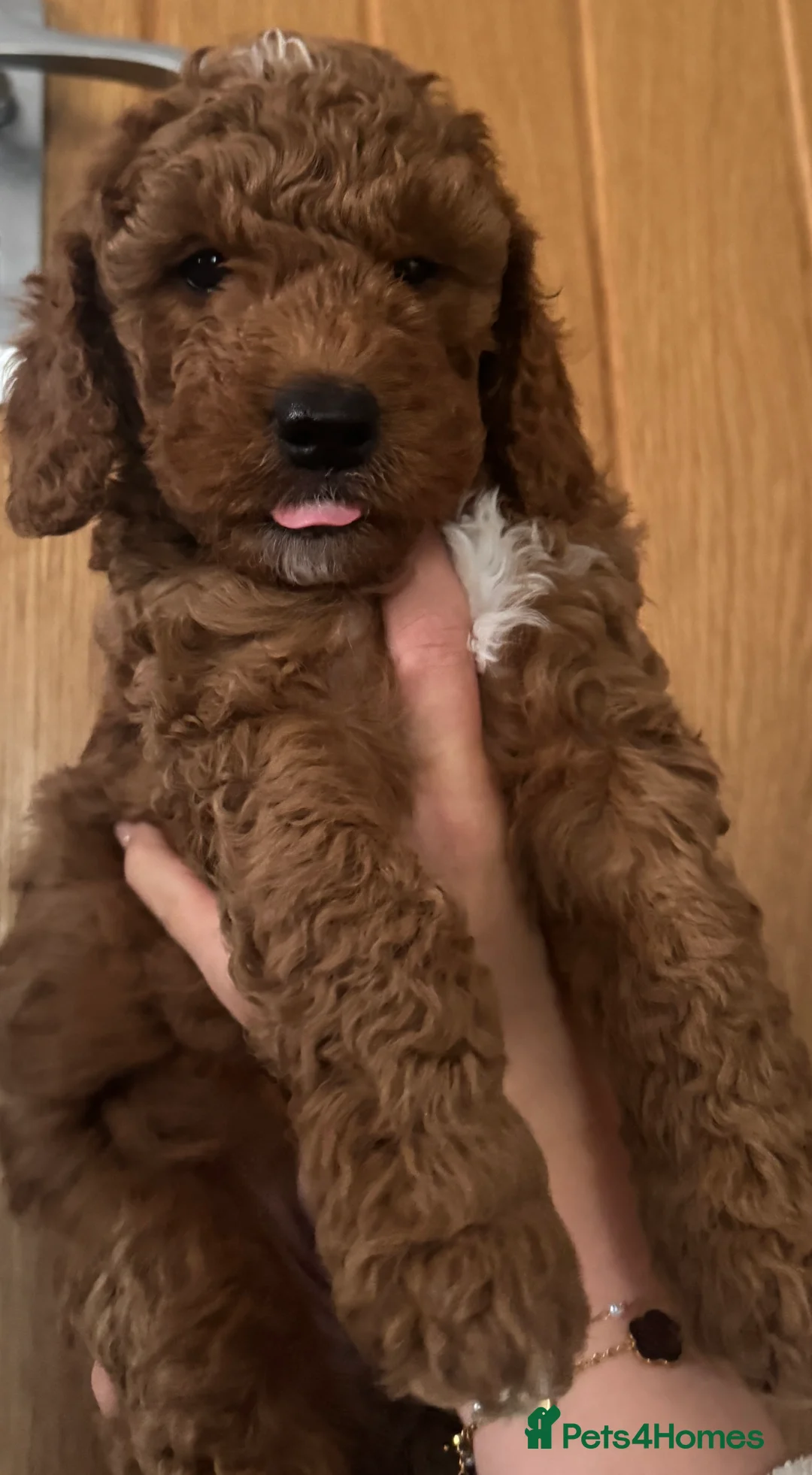 Cockapoo dogs for sale: Cockapoo Puppy  - Advert 3
