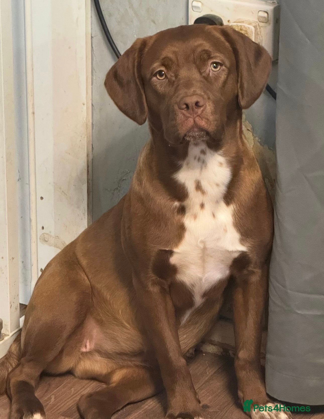 Dogue De Bordeaux dogs Dogue da Bordeaux cross springer spanie - Advert 10