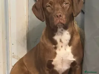 Dogue De Bordeaux dogs Dogue da Bordeaux cross springer spanie - Advert 7