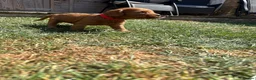 Cavapoo dogs for sale: Cavapoo puppies  - Advert 21