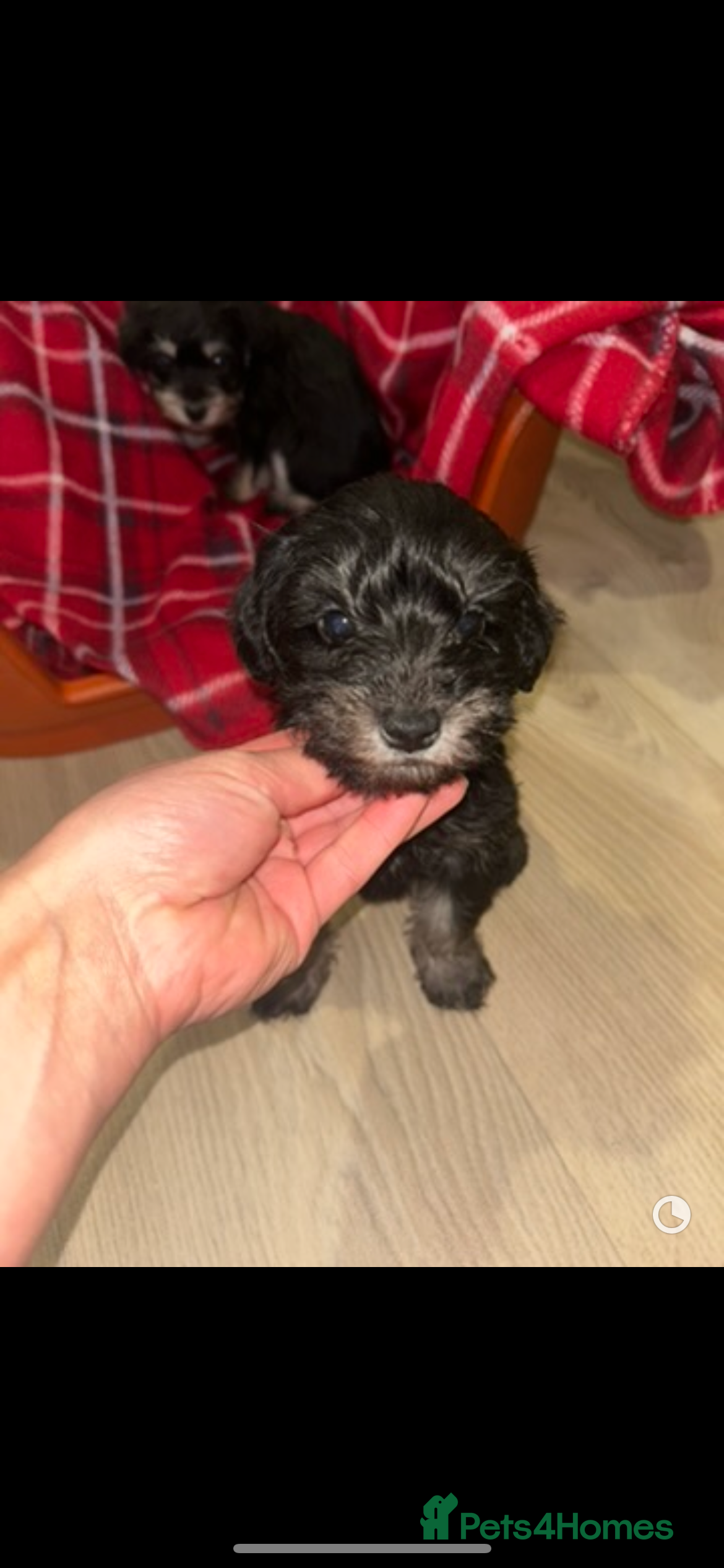 Mixed Breed dogs Last boy available now Miniature Schnoodles  - Advert 18