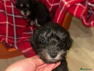 Mixed Breed dogs Last boy available now Miniature Schnoodles - Advert 4
