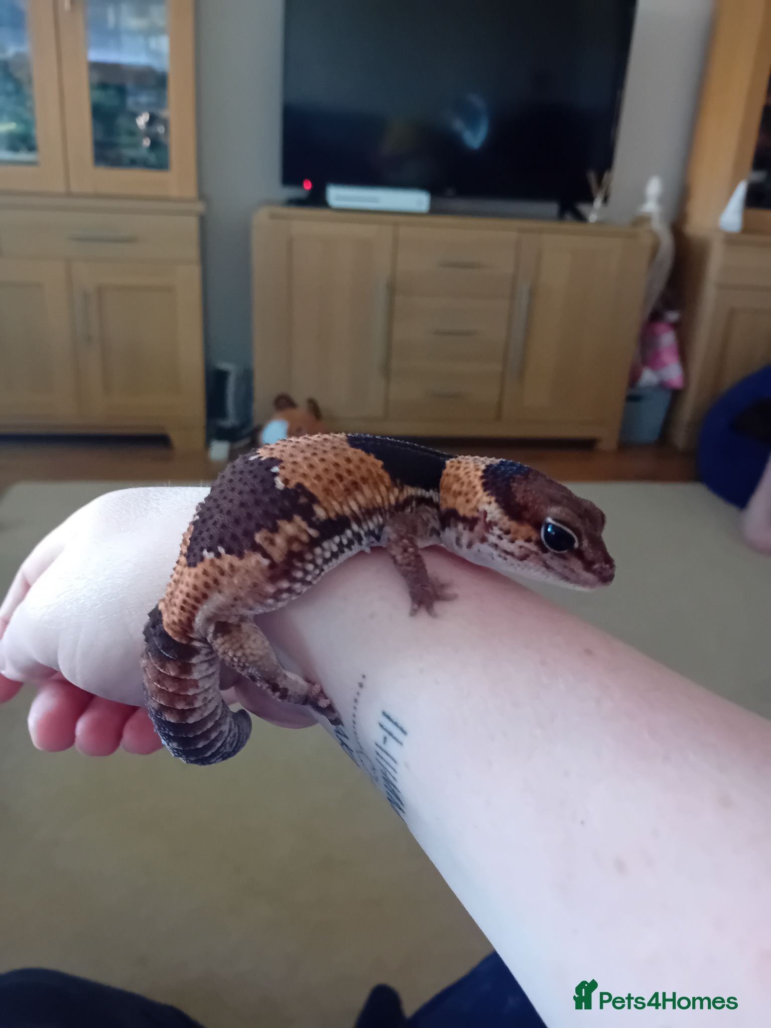 Gecko reptiles African fat tail gecko plus full set up - Advert 1