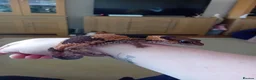 Gecko reptiles for sale: African fat tail gecko plus full set up in Poole - Advert 1