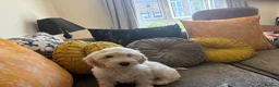 Mixed Breed dogs for sale: Puppies hair don’t fall out look like cocker poo  - Advert 10