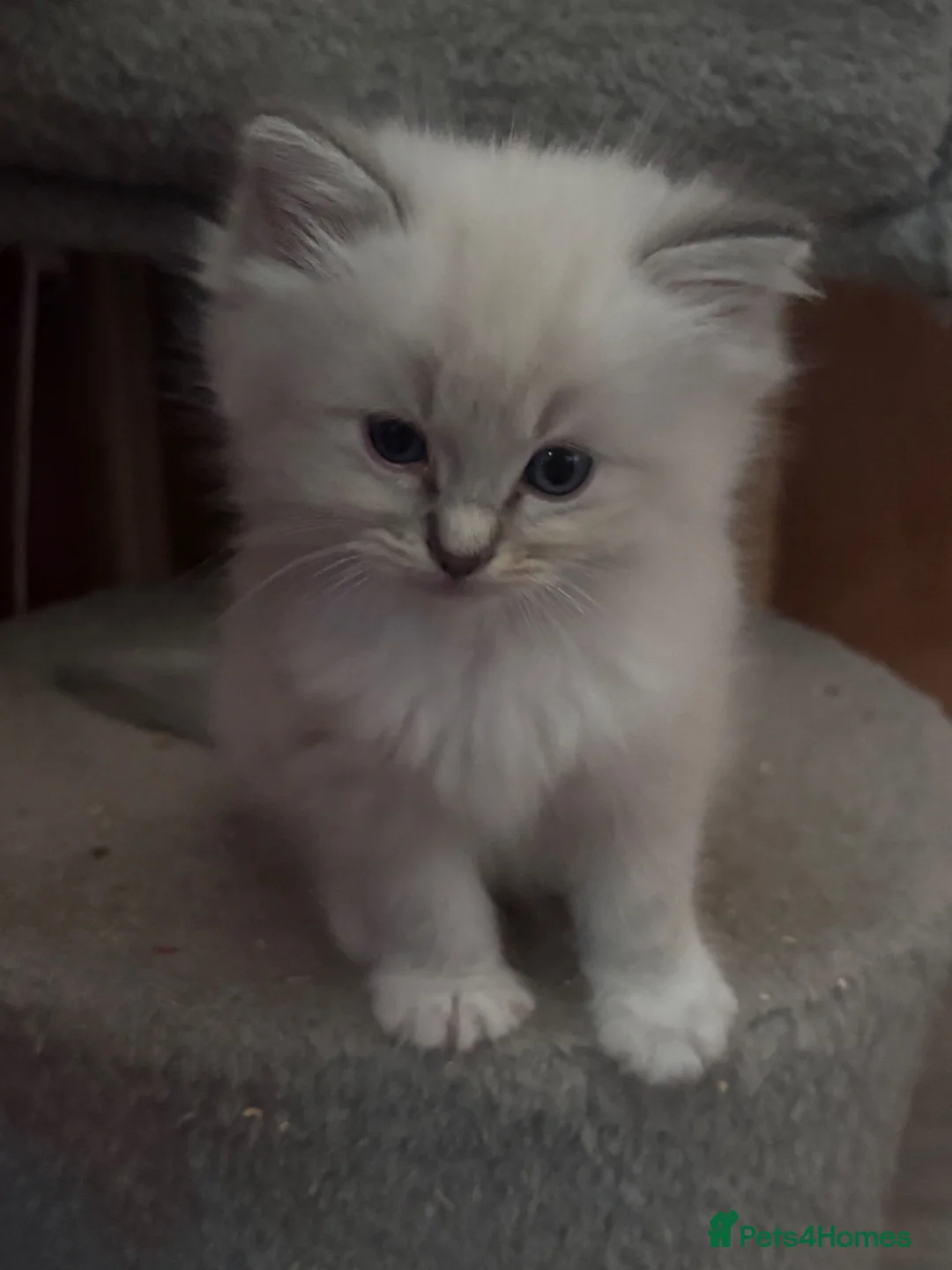 Ragdoll cats for sale: GCCF registered kittens - Advert 2