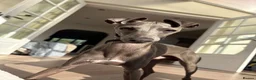 Italian Greyhound dogs for stud: Blue Italian greyhound for stud  - Advert 7