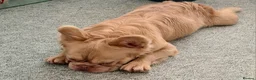 French Bulldog dogs for sale: French bulldog long hair - Advert 2