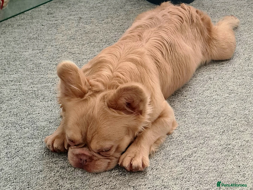 French Bulldog dogs for sale: French bulldog long hair - Advert 2