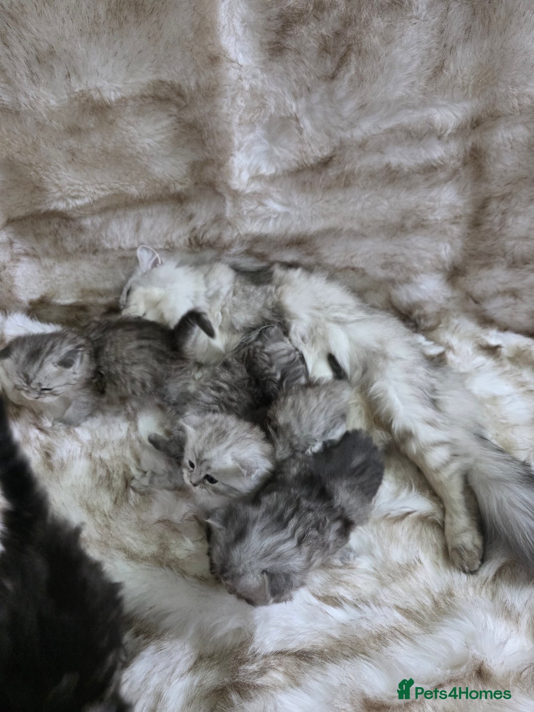 Persian cats for sale: Persian kittens  - Advert 19