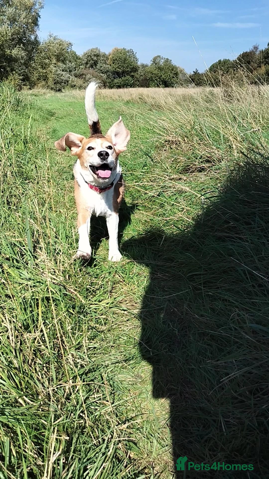 Beagle dogs for sale: Playful Rocket (Beagle) looking for new home - Advert 5