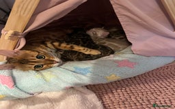 Bengal cats for sale: Beautiful Bengal babies  - Image 8