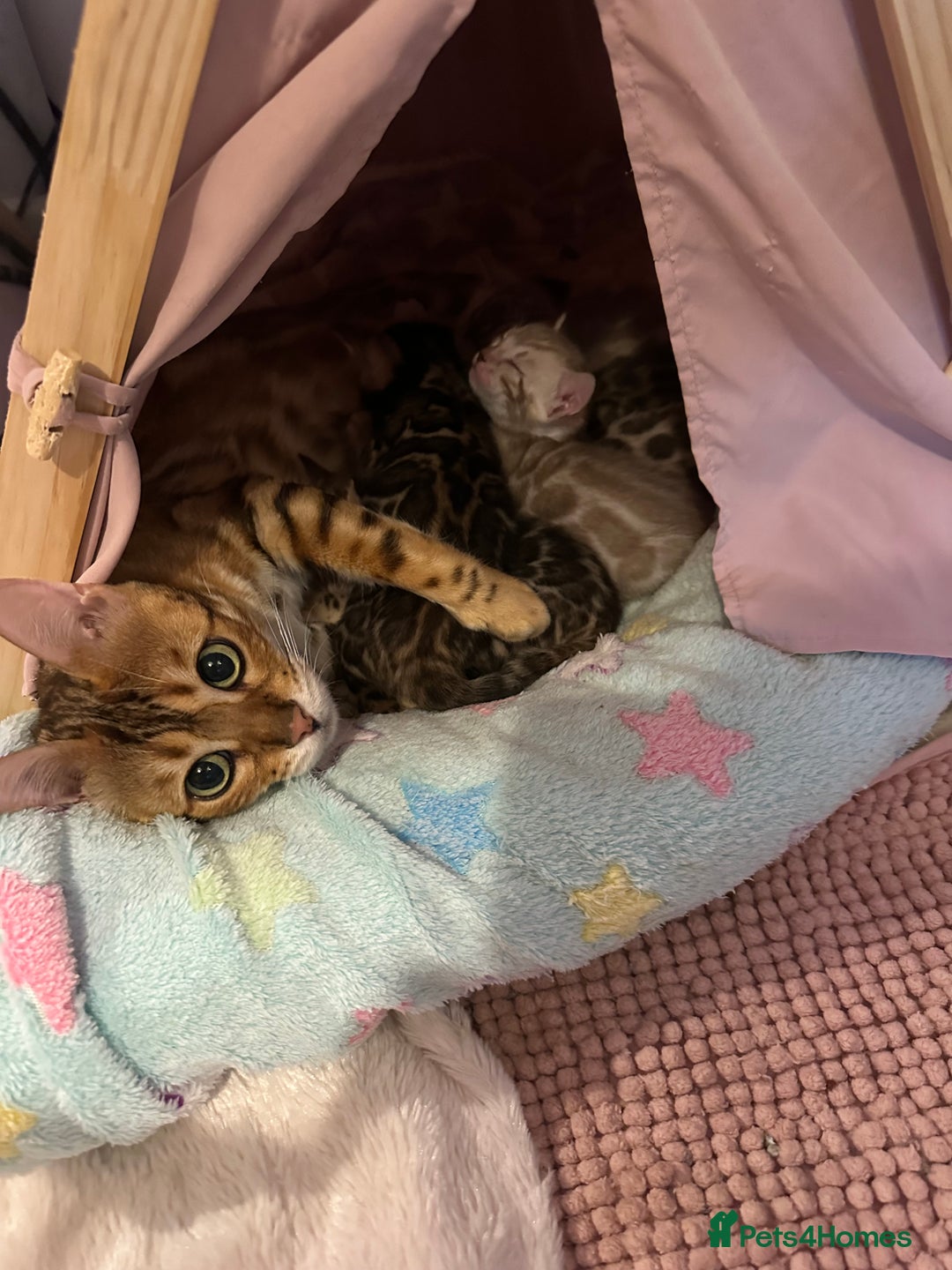 Bengal cats for sale: Beautiful Bengal babies  - Image 8