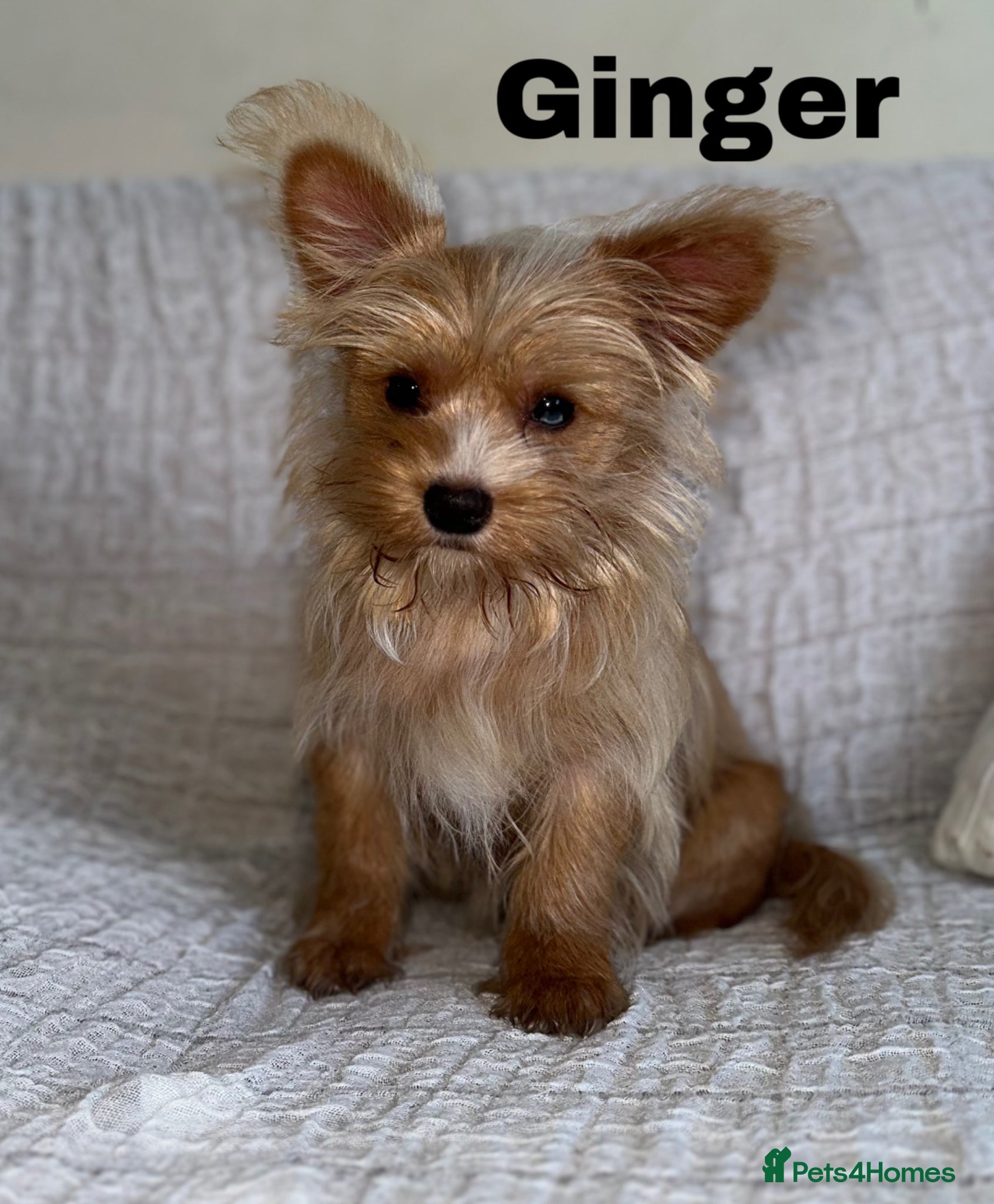 Yorkshire Terrier dogs Gorgeous Yorkshire Terriers - Advert 1