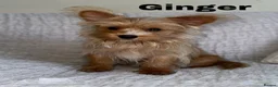 Yorkshire Terrier dogs for sale: Gorgeous Yorkshire Terriers - Advert 3