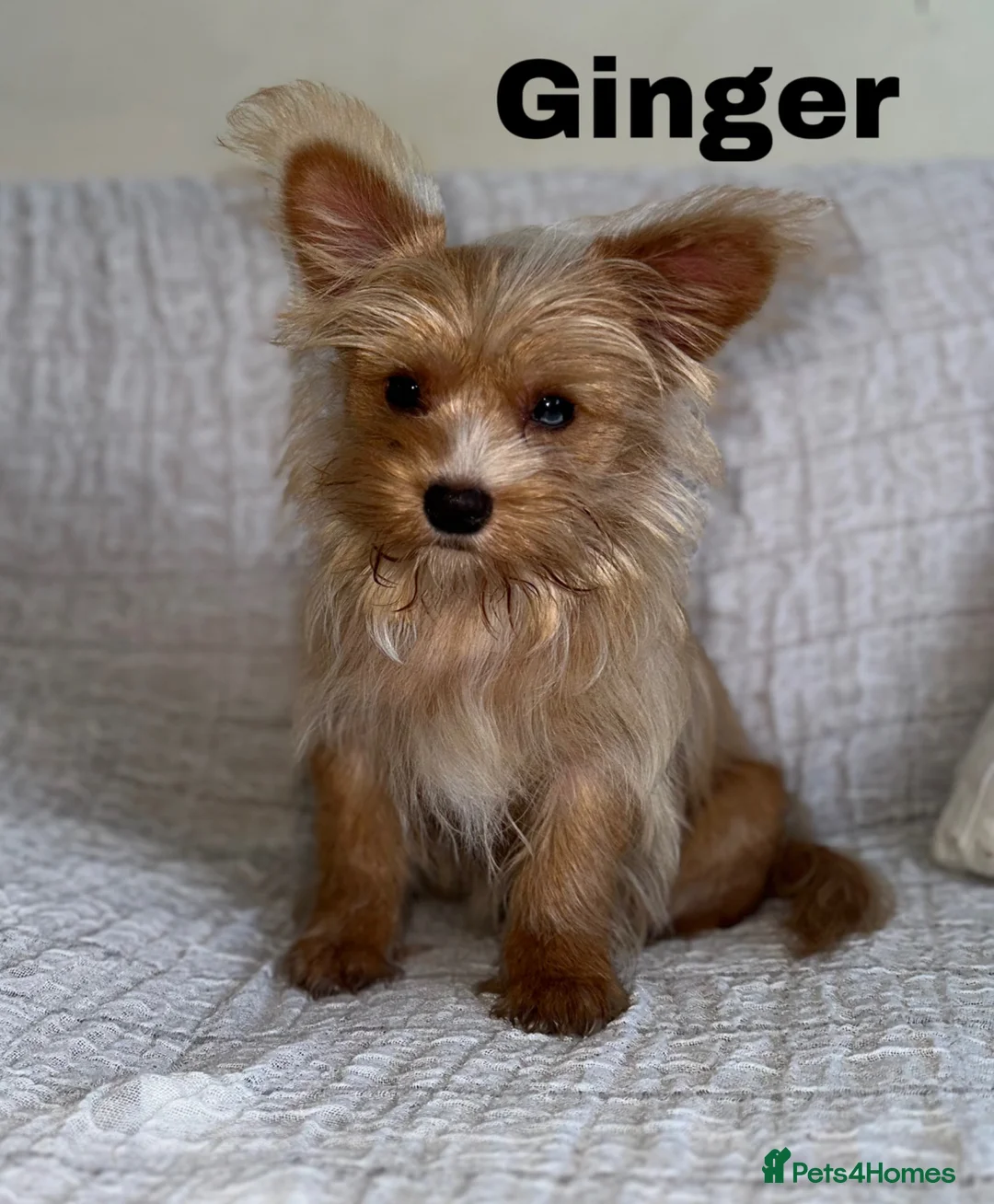 Yorkshire Terrier dogs for sale: Gorgeous Yorkshire Terriers - Advert 1