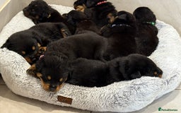 Rottweiler dogs for sale: Beautiful Rottweiler litter  - Image 1