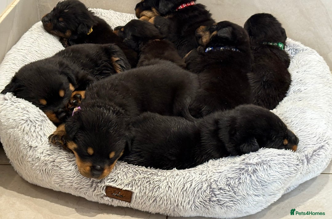 Rottweiler dogs for sale: Beautiful Rottweiler litter  - Image 1