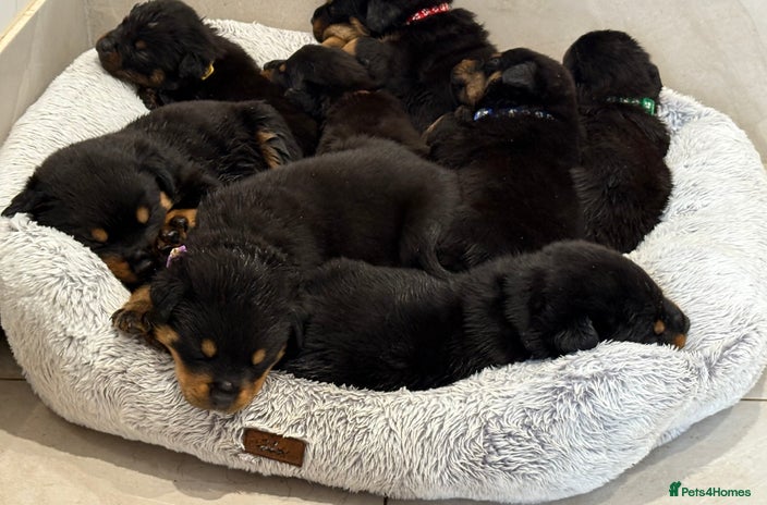 Rottweiler dogs - Advert 3