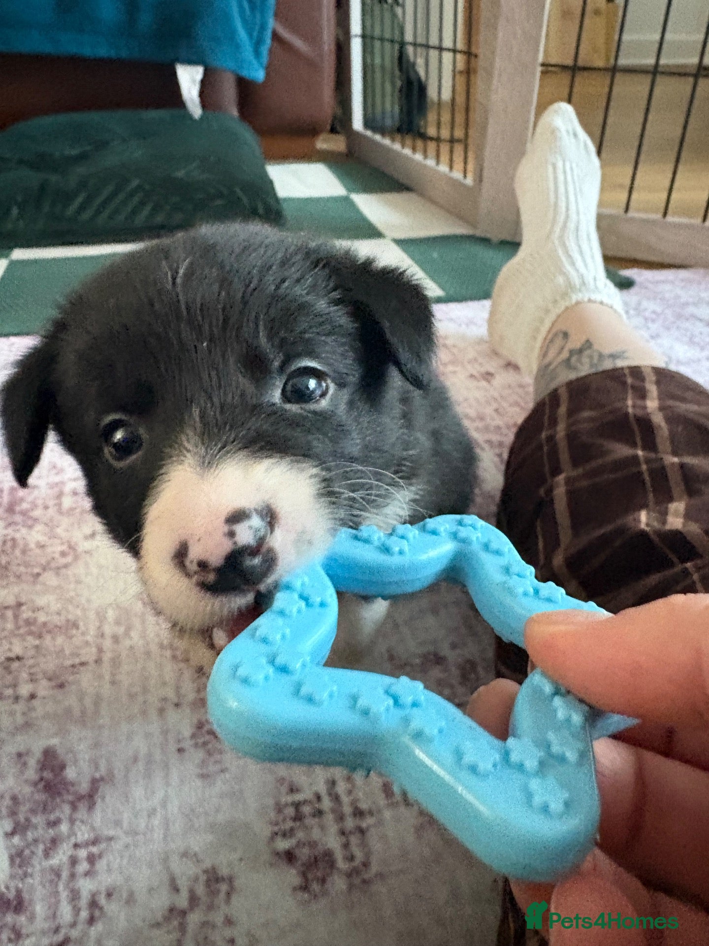 Border Collie dogs Working Line Border Collies - 1 girl left 💚 - Advert 1