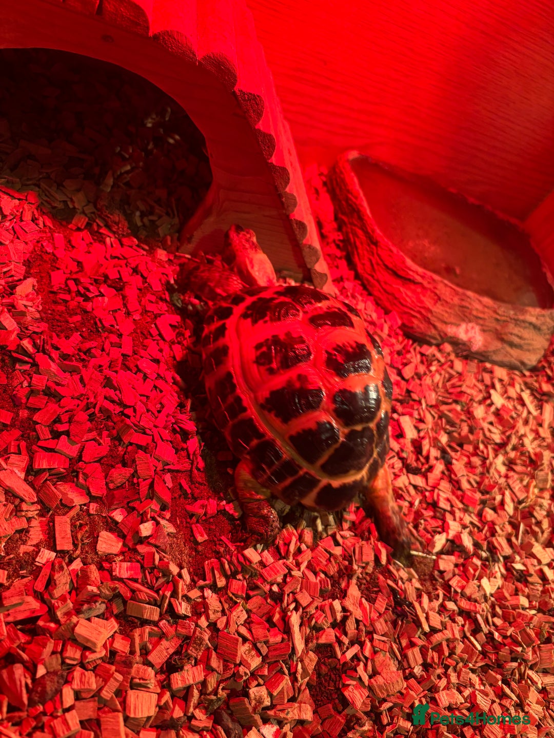 Tortoise reptiles for sale: Horse field tortoises   - Advert 2