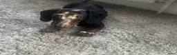 Miniature Dachshund dogs for sale: A very beautiful Miniature dachshund girl in Ilford - Advert 4