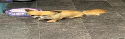 Chihuahua dogs for sale: Gizmo & Missy 7 year old Chihuahuas - Advert 2