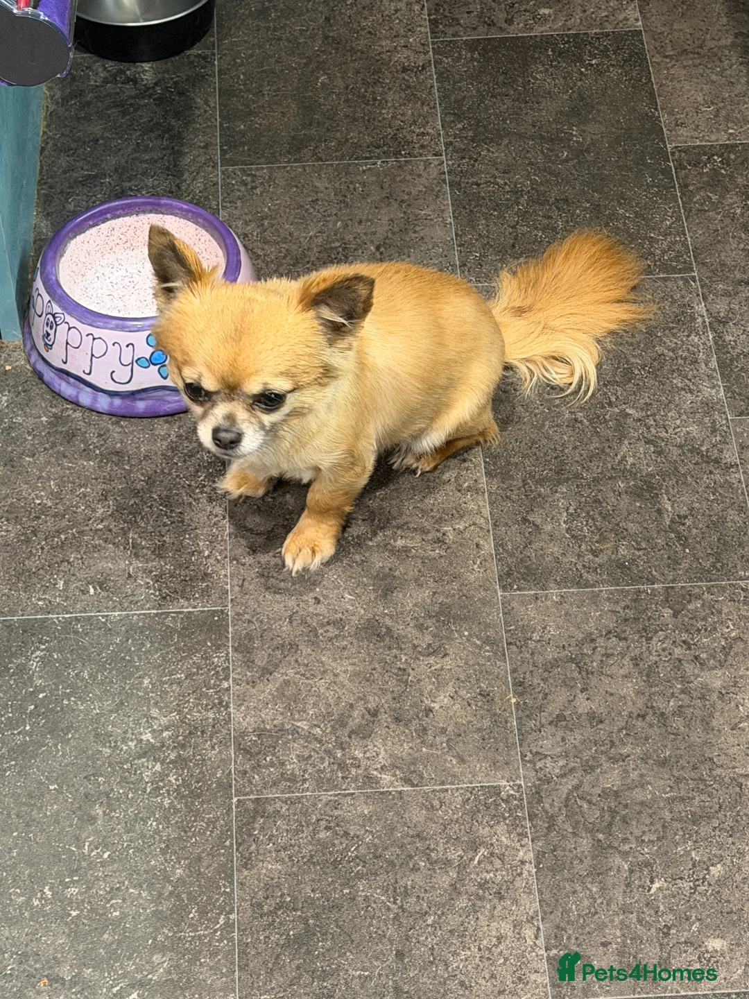 Chihuahua dogs for sale: Gizmo & Missy 7 year old Chihuahuas - Advert 2