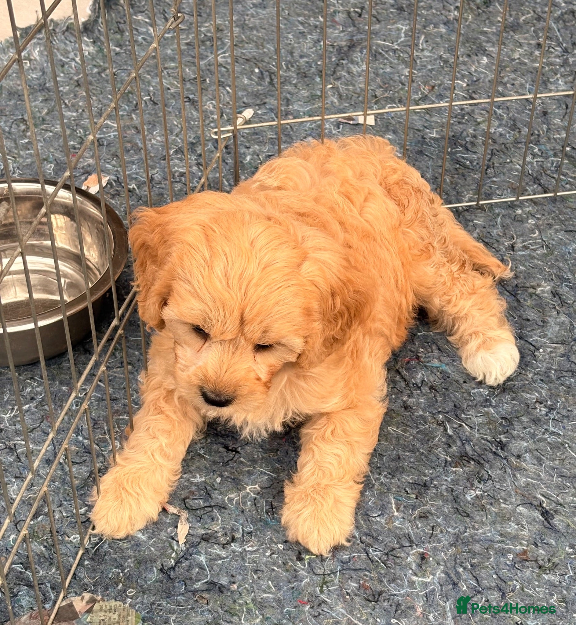 Cavapoo dogs Cavapoo puppies - Advert 5