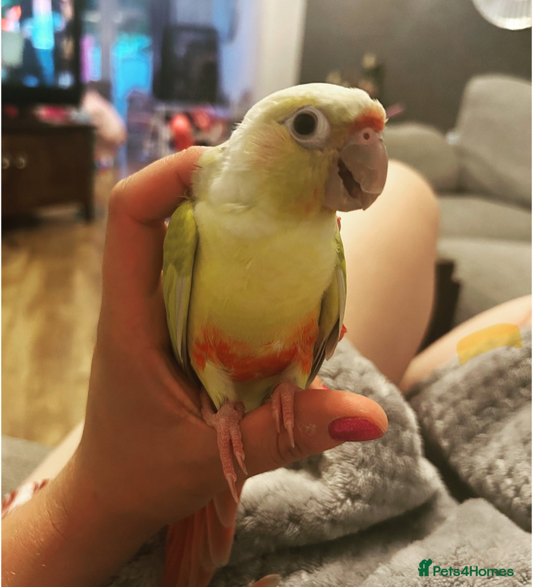 Conures birds for sale: Hand tame conure - Image 1