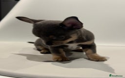 Chihuahua dogs for sale: Lilac Chihuahua (small) - Image 14