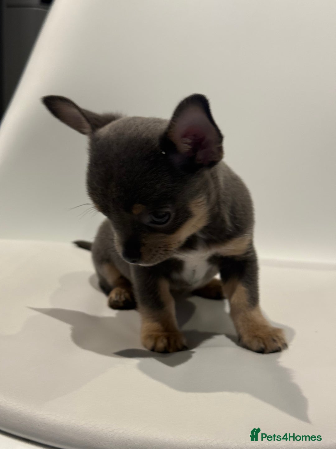 Chihuahua dogs for sale: Lilac Chihuahua (small) - Image 14