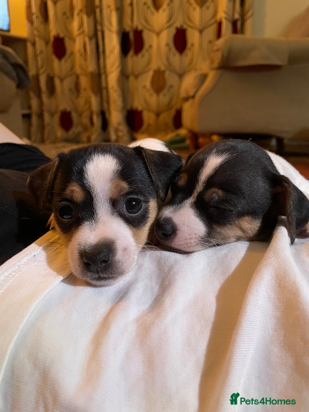 Jack Russell dogs for sale: Jack Russell puppies 8 weeks old - Advert 4