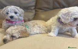Maltipoo dogs for sale: Stunning Maltipoos wanting forever homes  - Image 4