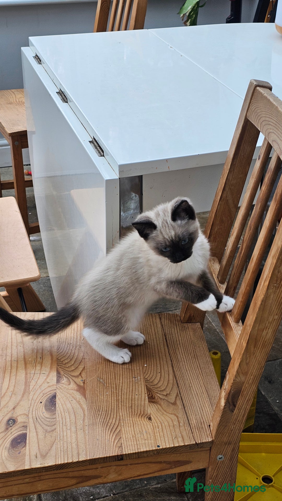 Ragdoll cats for sale: Seal point ragdoll - Advert 3