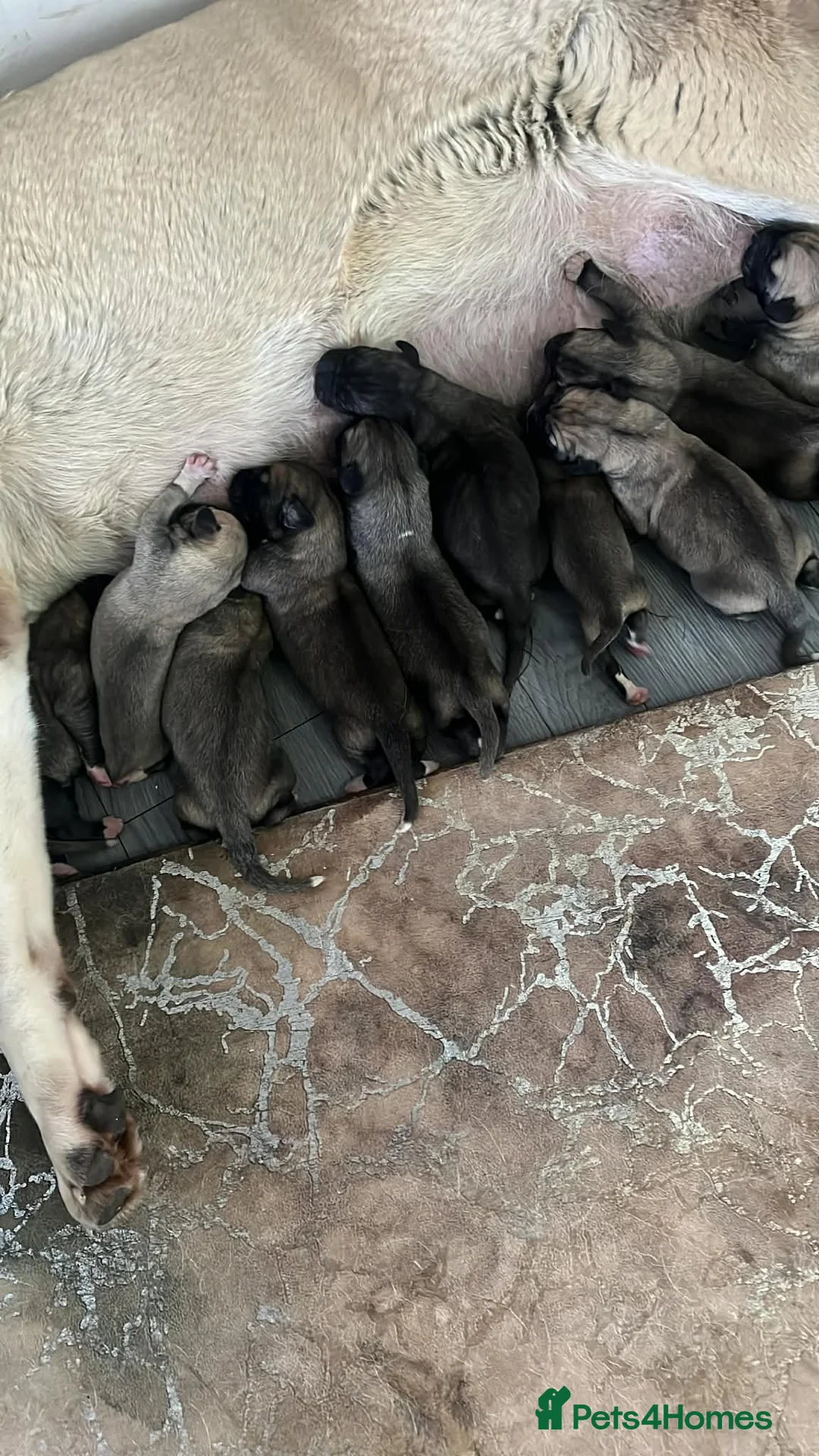 Turkish Kangal dogs for sale: Turkish kangal - Advert 1