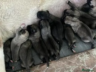 Turkish Kangal dogs Turkish kangal - Advert 2