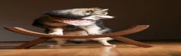 Pomsky dogs for sale: Pomsky Puppies - Advert 6
