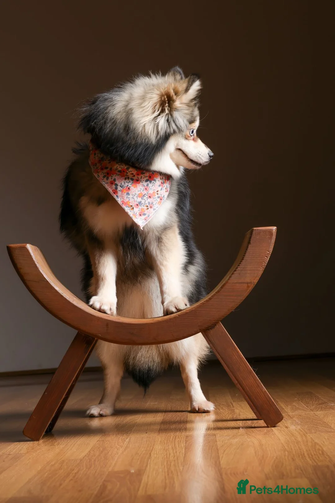 Pomsky dogs for sale: Pomsky Puppies - Advert 6