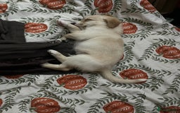 Mixed Breed dogs for sale: Lovely Cockapoo Huskie Cross Male Puppies - Image 11