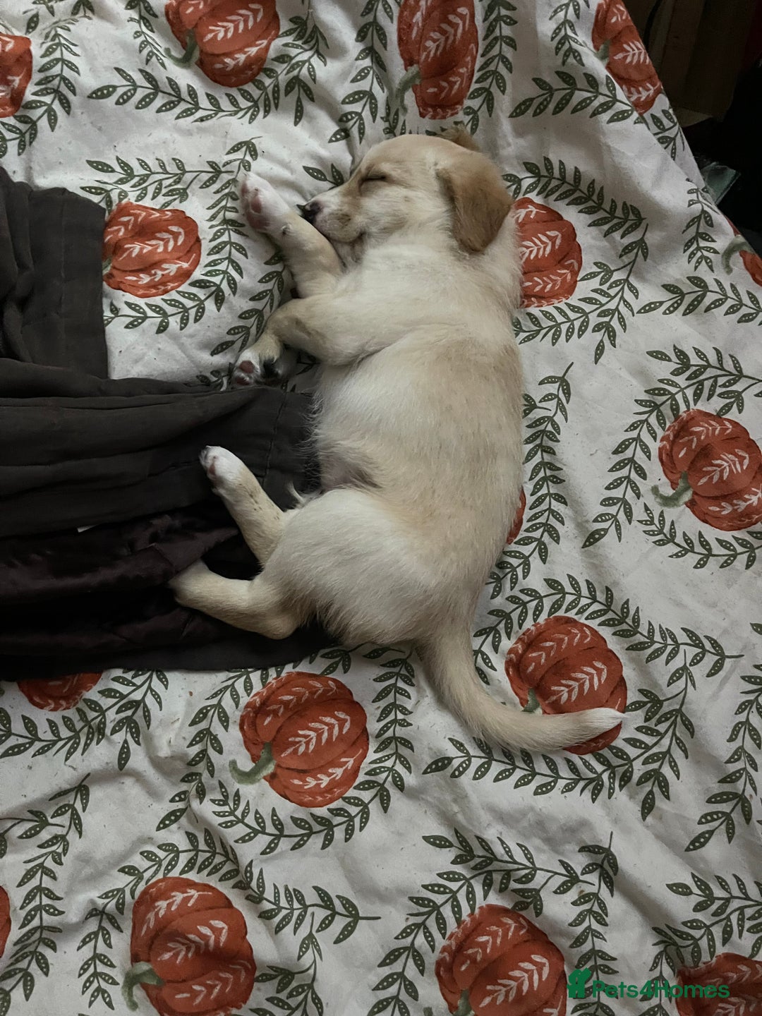 Mixed Breed dogs for sale: Lovely Cockapoo Huskie Cross Male Puppies - Image 11