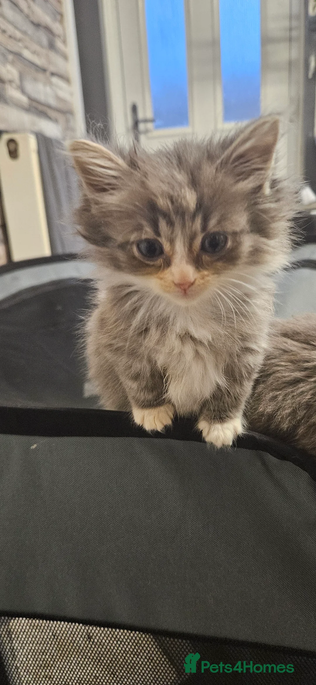 Mixed Breed cats for sale: Munchkin Kittens ready for their forever home - Advert 24