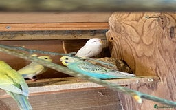 Budgerigars birds for sale: Baby budgies  - Image 8