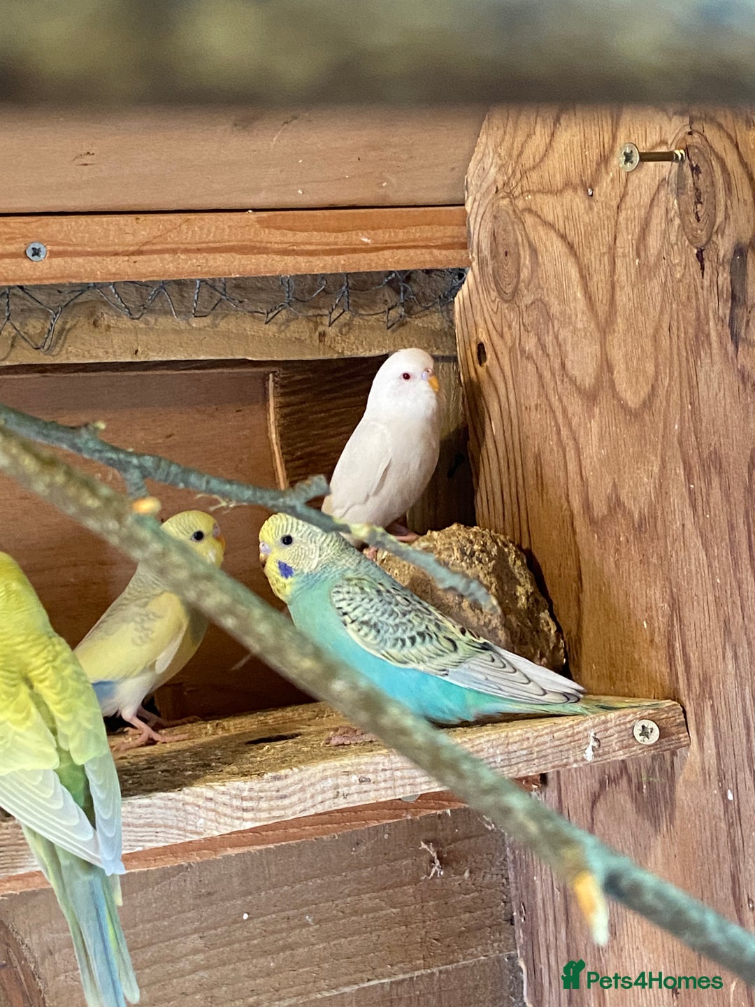 Budgerigars birds for sale: Baby budgies  - Image 8